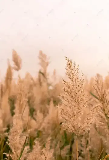 高质量的情绪短句（打动人心的清醒句子）