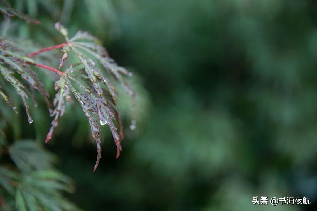 有关微雨古诗词鉴赏（20首微雨诗词）