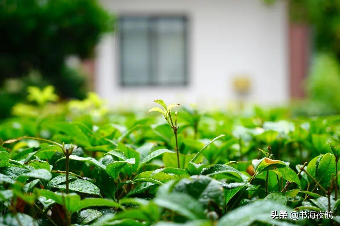 有关微雨古诗词鉴赏（20首微雨诗词）