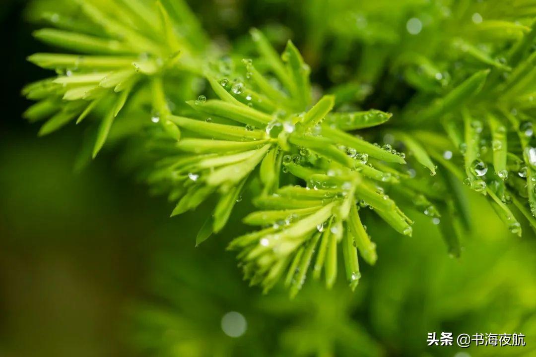 有关微雨古诗词鉴赏（20首微雨诗词）