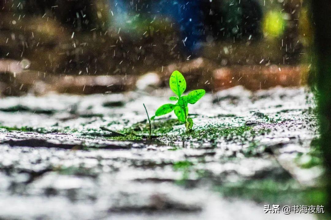 有关微雨古诗词鉴赏（20首微雨诗词）