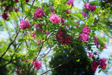 槐花飘香优秀作文（慈祥的面容）