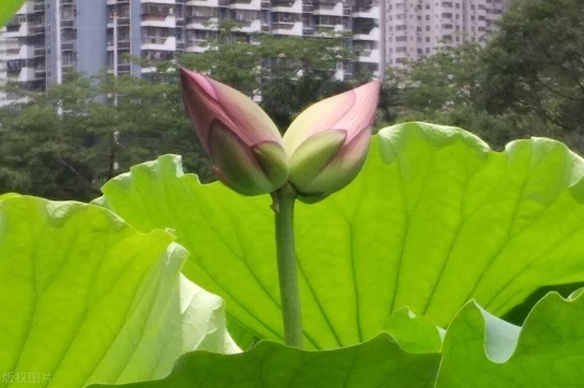 咏荷花的经典诗句鉴赏（咏荷花诗词集锦大全）