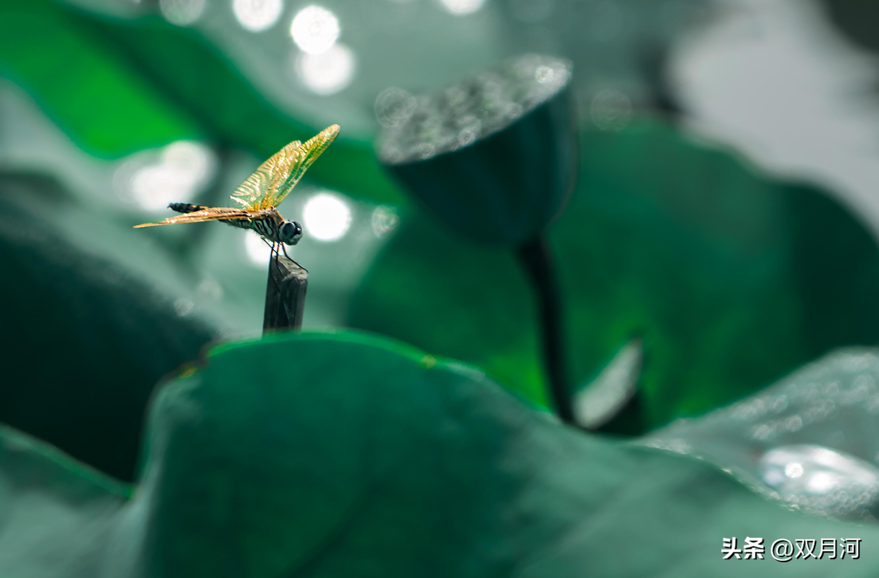 赞美荷花的古诗名句（咏荷花诗词鉴赏）