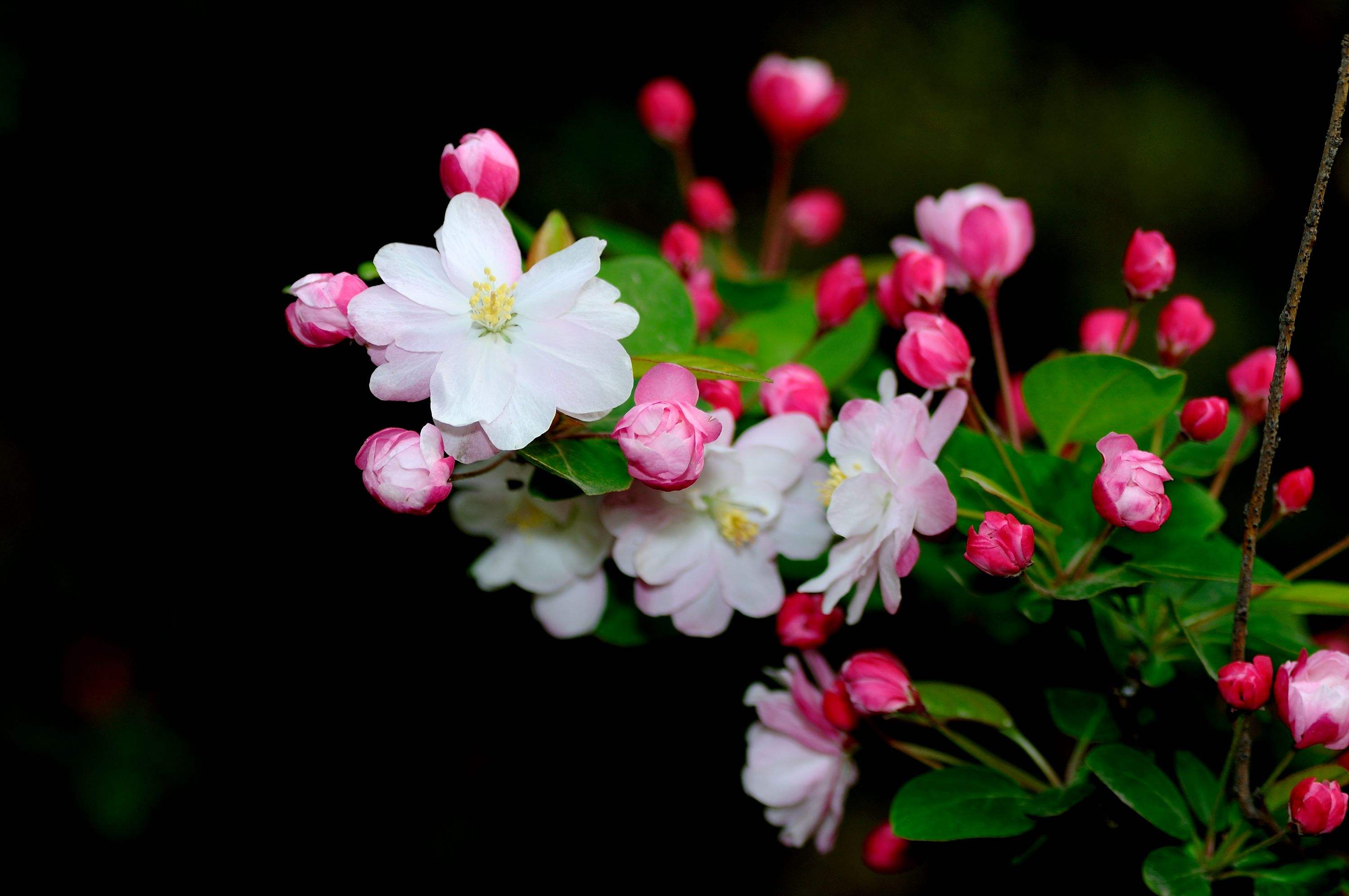 赞美海棠花古诗（有关海棠的唯美诗词）