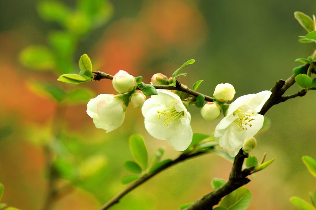 赞美海棠花古诗（有关海棠的唯美诗词）