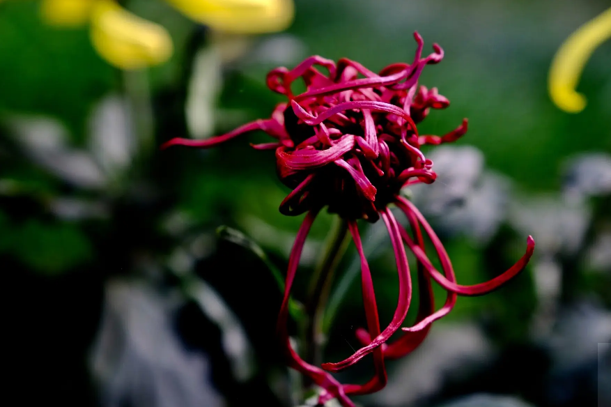 关于菊花的古诗词（菊花古诗词集锦大全）