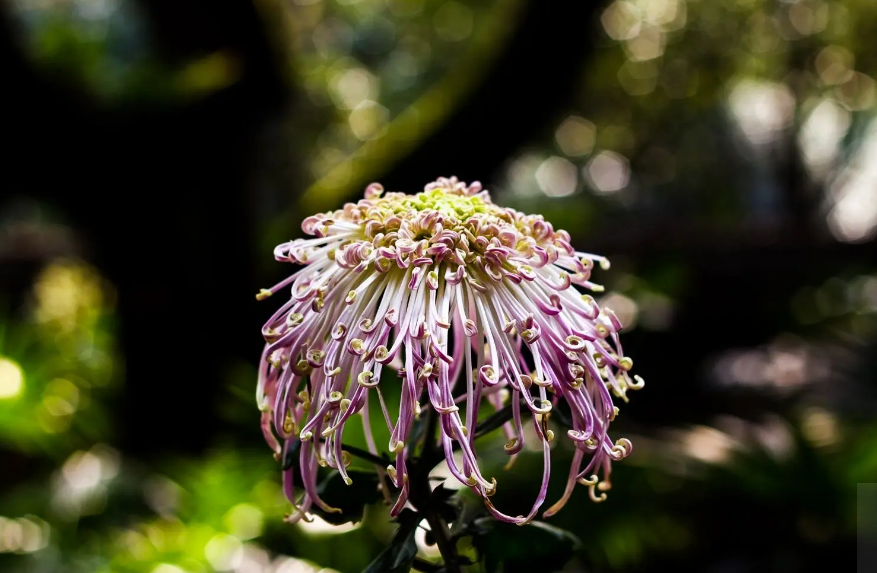 关于菊花的古诗词（菊花古诗词集锦大全）