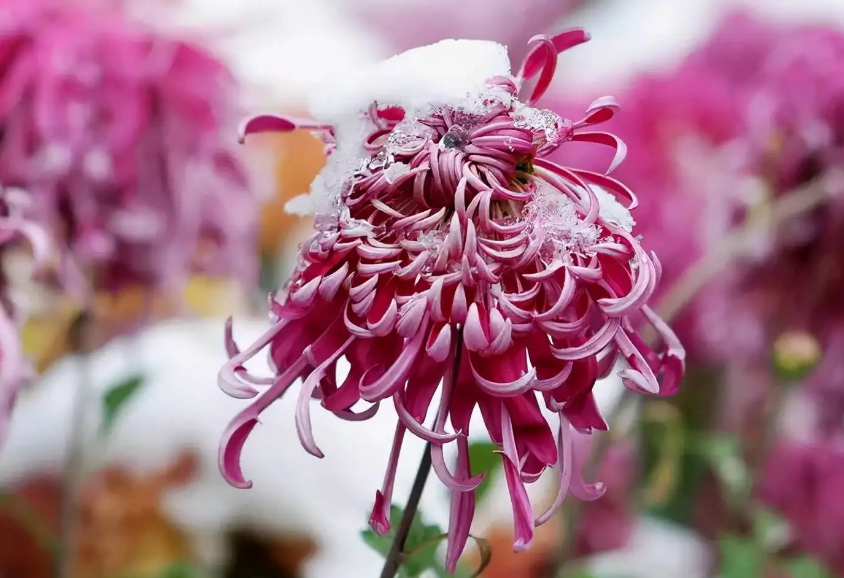 关于菊花的古诗词（菊花古诗词集锦大全）