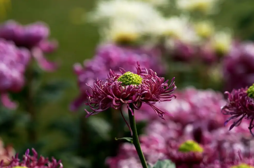 关于菊花的古诗词（菊花古诗词集锦大全）