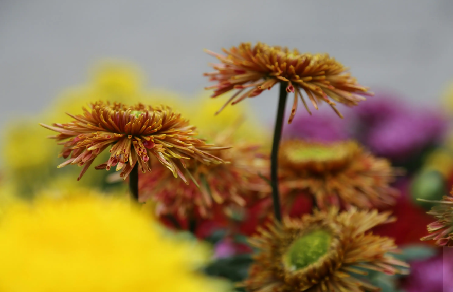 关于菊花的古诗词（菊花古诗词集锦大全）