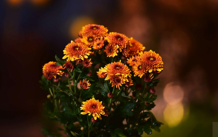 关于菊花的古诗词（菊花古诗词集锦大全）