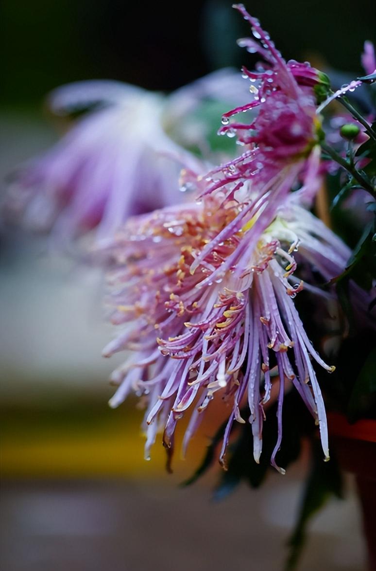 关于菊花的古诗词（菊花古诗词集锦大全）