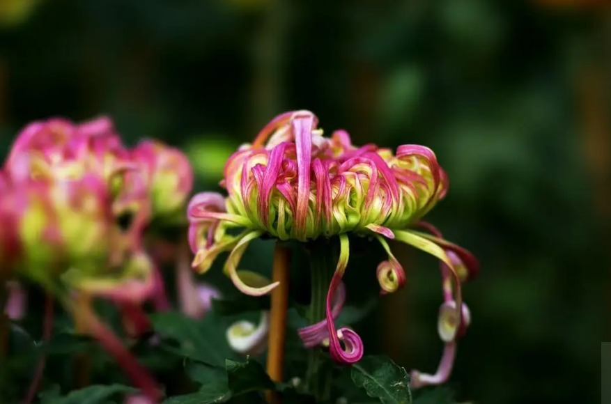 关于菊花的古诗词（菊花古诗词集锦大全）