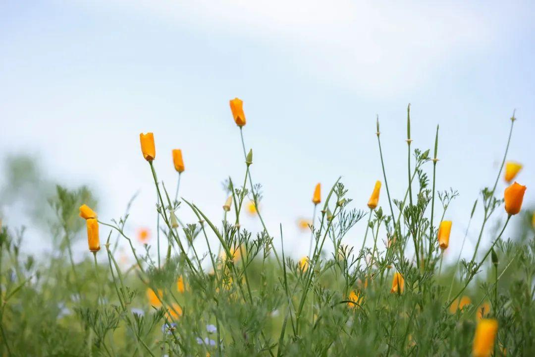 有关秋花的经典诗词鉴赏（精选10首秋花诗词）