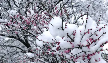 唯美走心的春雪短句（关于春雪的干净文案）