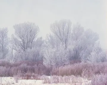 关于春雪的朋友圈文案（适合春雪的唯美句子）