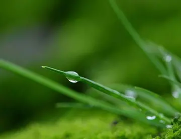 描述春雨的唯美句子（形容春雨的文案短句）