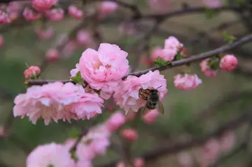 冬去春来的唯美句子（适合冬去春来的文案短句）