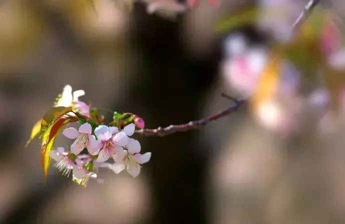 表达渴望自由洒脱的诗句（人生肆意洒脱古诗）