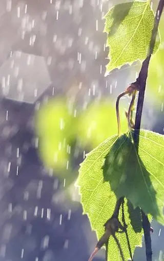 关于雨天的著名诗句（形容雨天的唯美诗句）