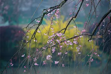 《春天季节的草地》（关于春日气息的作文精选）