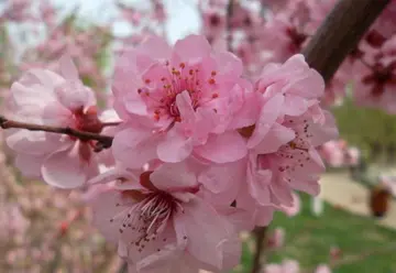 关于桃花的治愈短句（形容桃花的简短句子）