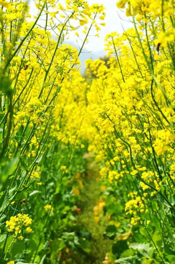 赞美油菜花的优美诗句（关于油菜花的经典诗句）