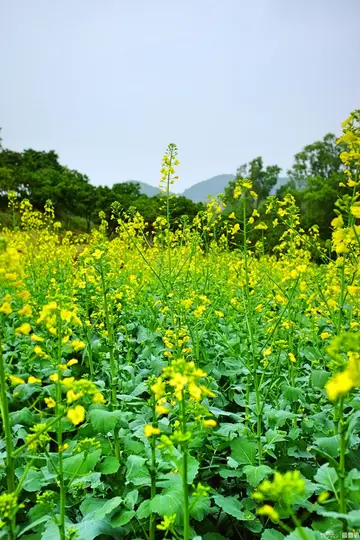 赞美油菜花的优美诗句（关于油菜花的经典诗句）