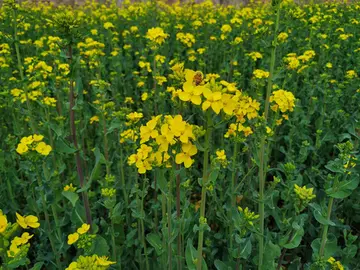 适合油菜花的唯美诗句（关于油菜花的经典诗句）