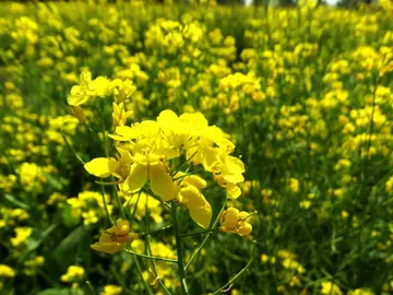 油菜花的浪漫诗句（形容油菜花的优美诗句）