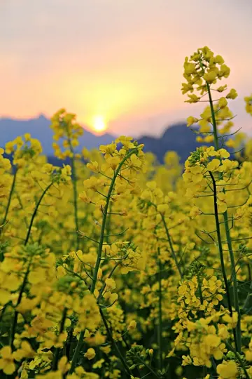 油菜花的唯美短句（描写油菜花的简短文案）