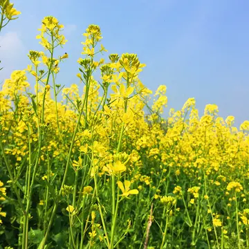 油菜花的唯美短句（描写油菜花的简短文案）