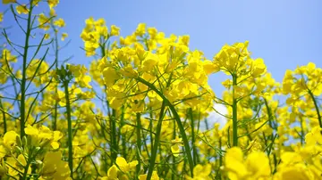 适合油菜花的文案短句（形容油菜花的优美句子）