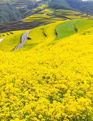 关于油菜花的唯美短句（描写油菜花的优美句子）