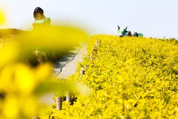 春天的植物作文600字（春天来临的时节）