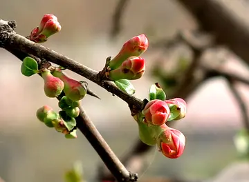 有关乡间春天的作文精选范例（《春风习习，花香缕缕》）