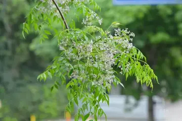 有关春天的消息作文精选范例（《这别样的春天美景》）