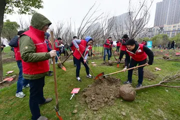 《春天，我们去植树》（关于绿色春天的作文精选）