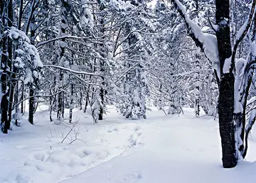 有关北国冬天的作文精选范例（《北国风光，冰封雪飘》）