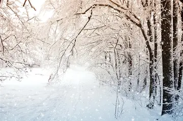 《冬天漫天纷飞的白雪》（关于冬天飞雪的作文精选）