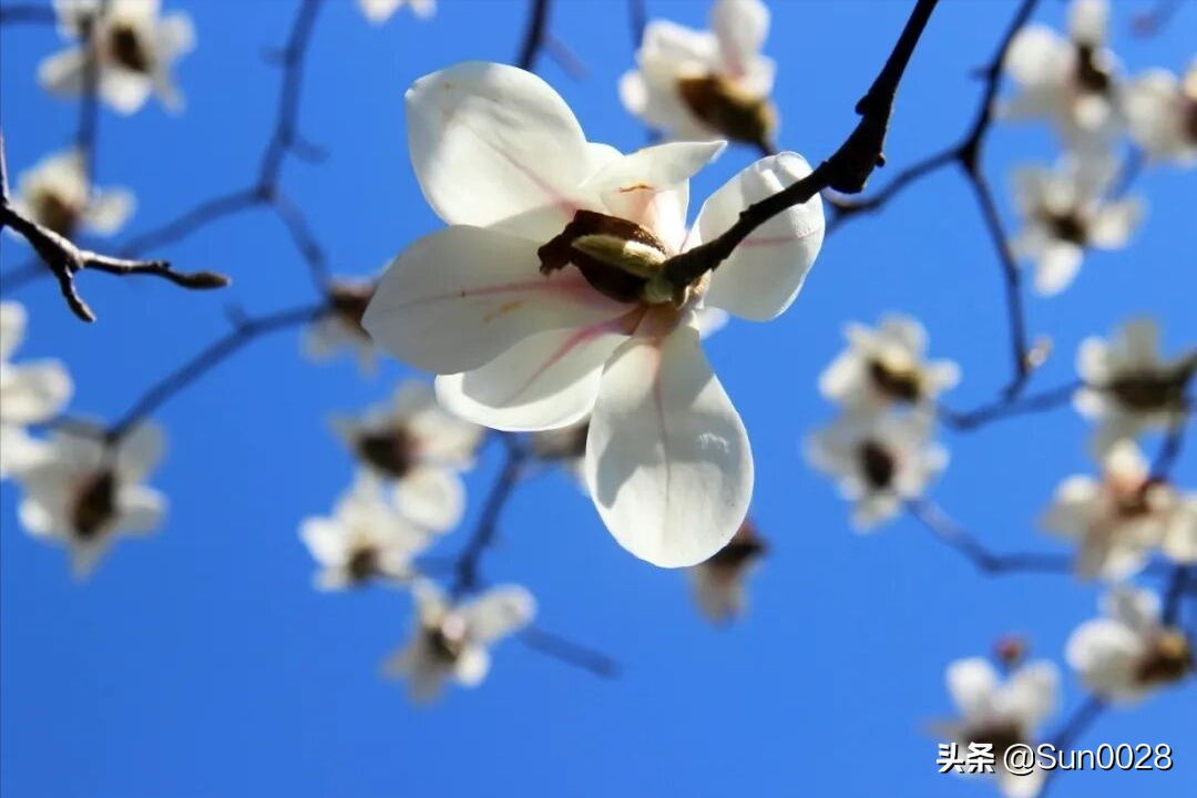 春暖花开疫情散去的文案（关于疫情散去的优美句子）