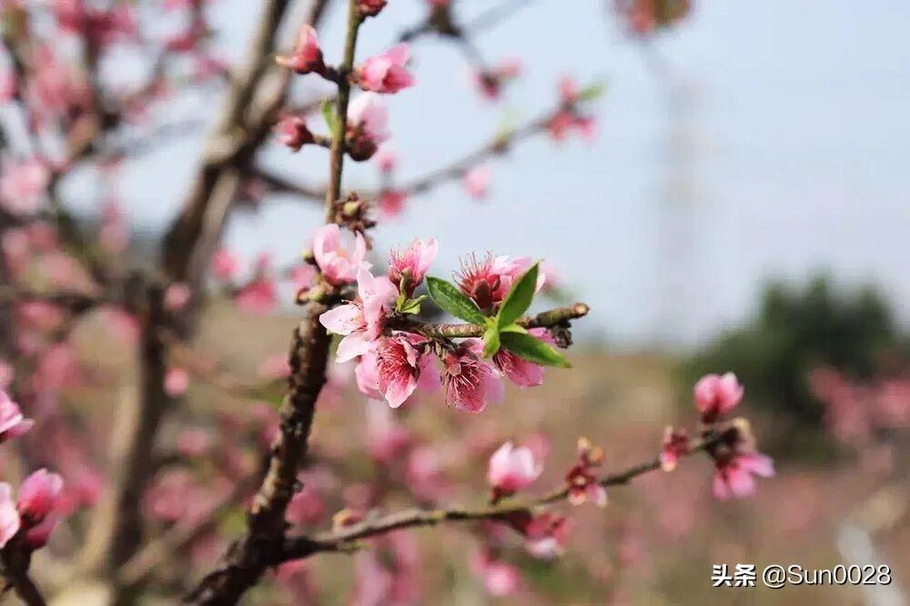 春暖花开疫情散去的文案（关于疫情散去的优美句子）