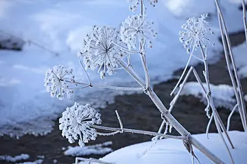 有关雪白冬天的作文精选范例（《洁白无瑕的冬天》）