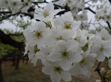 梨花绽放为春来，10首梨花的诗词，在这个美好的季节送给你