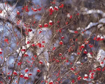 《冬天雪花，漫天飞舞》（关于冬日景物的作文精选）