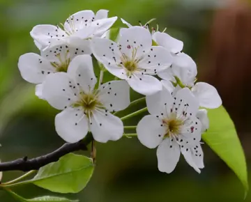 适合梨花的经典诗句（梨花盛开的唯美诗句）