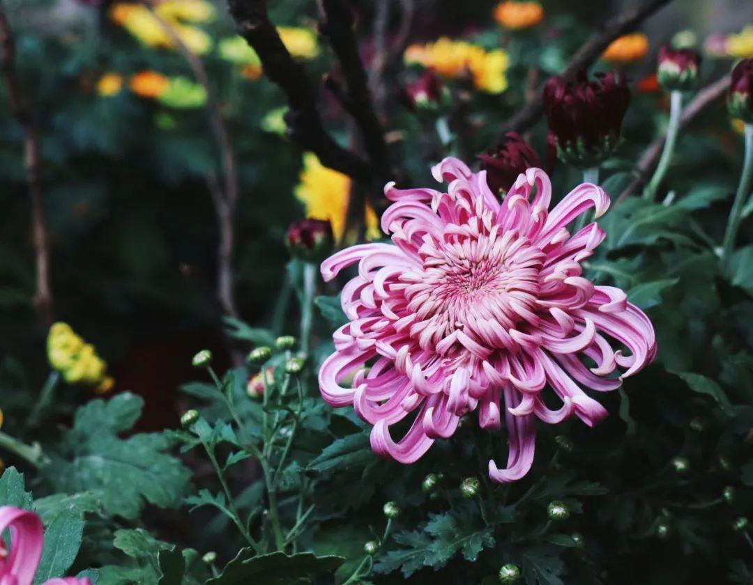 赞美菊花的唯美诗词（分享10首菊花诗词）