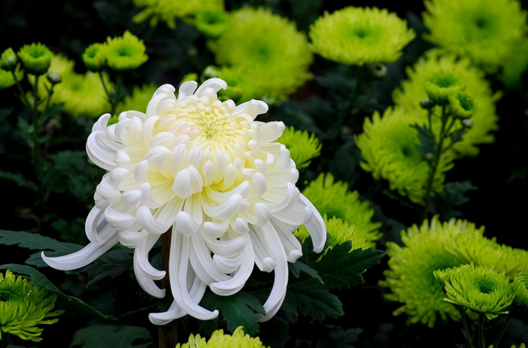 关于菊花的唯美诗词（十二首赏菊的诗词）