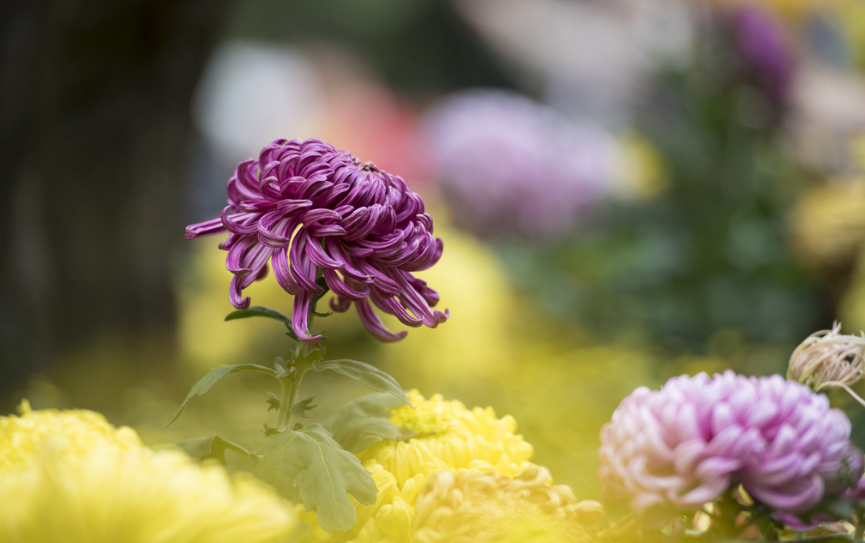 关于菊花的唯美诗词（十二首赏菊的诗词）